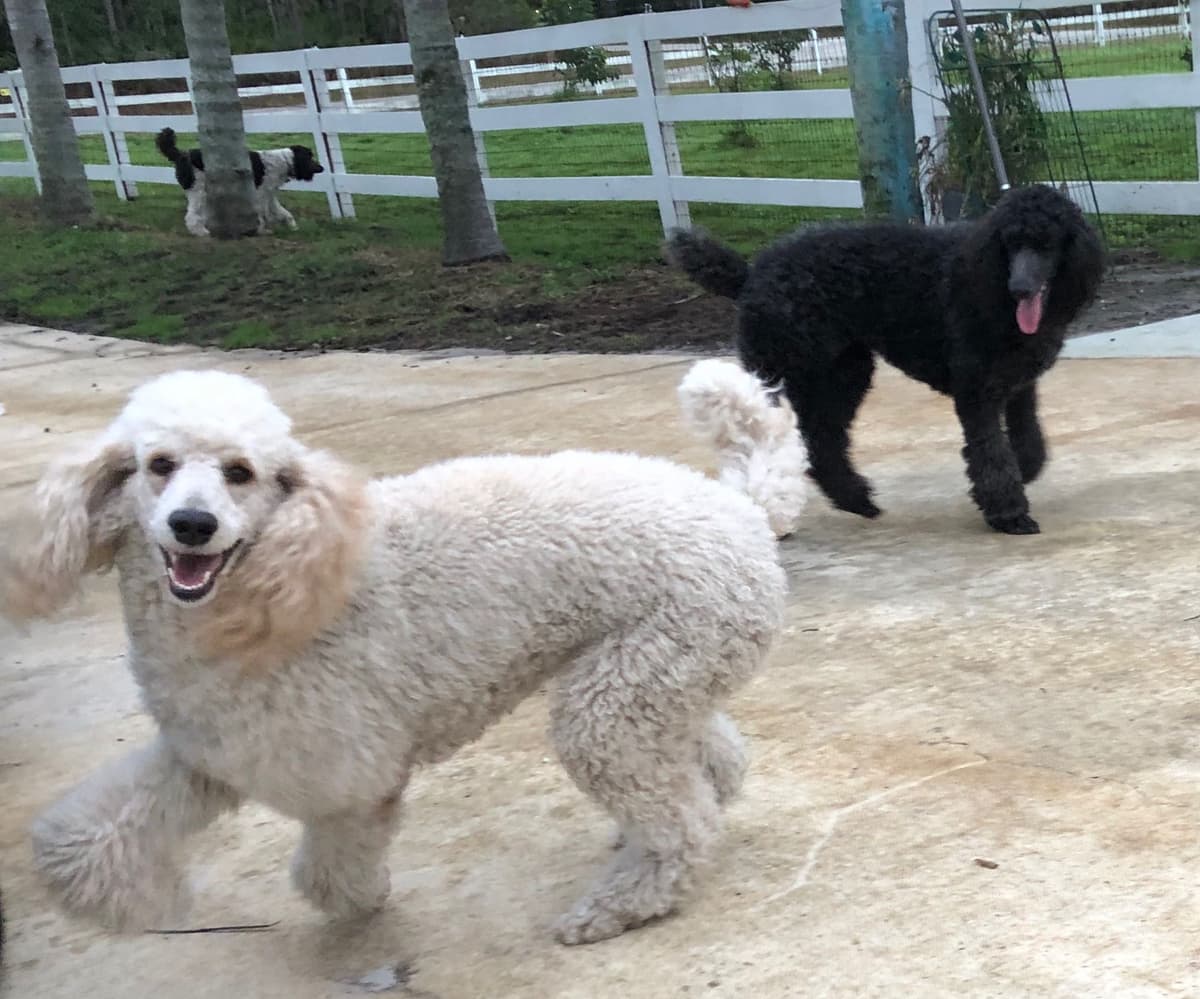 Poodle Puppies breeder image 15