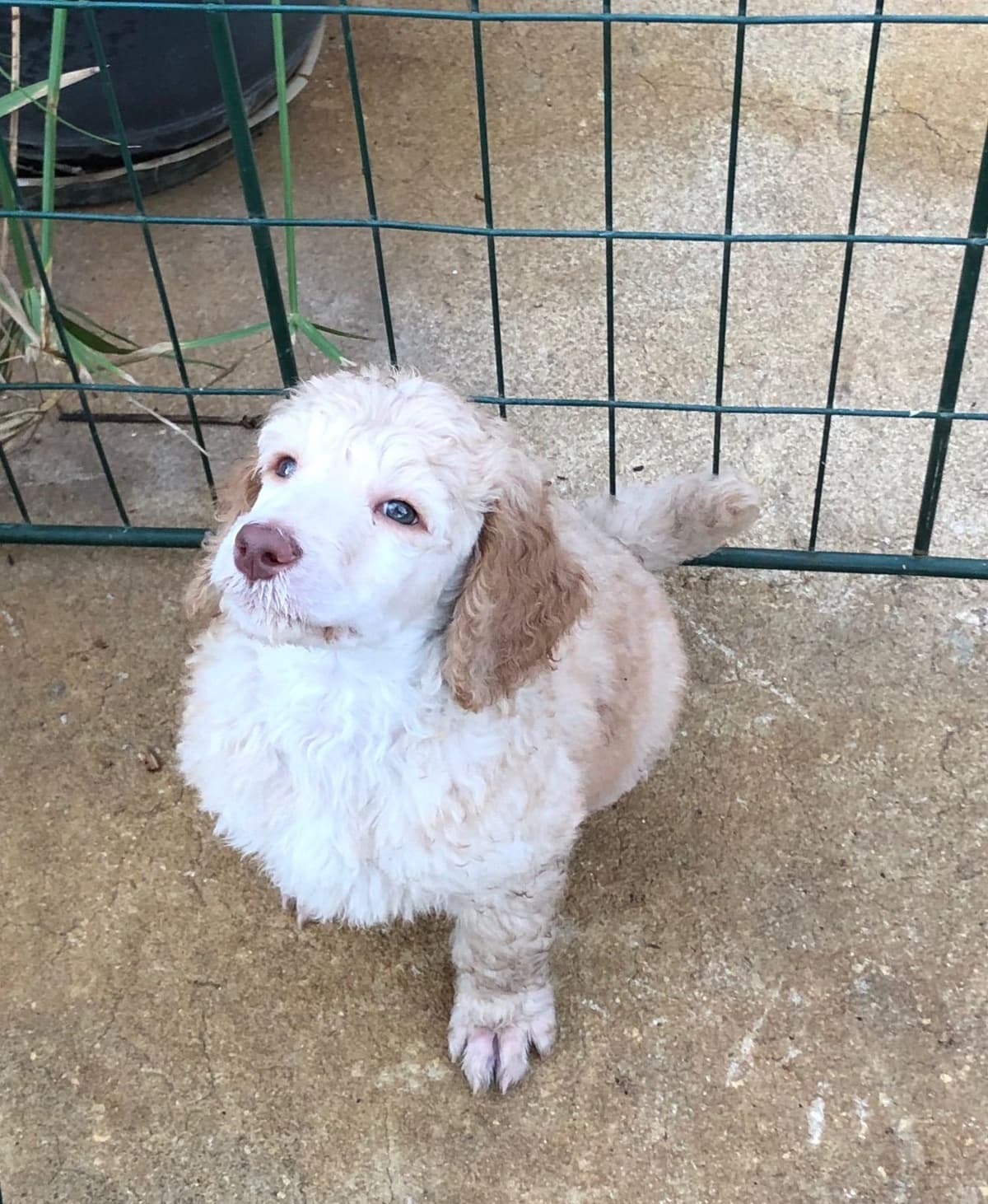 Poodle Puppies breeder image 14
