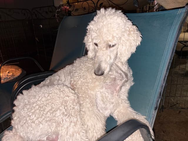 Poodle Puppies media 2