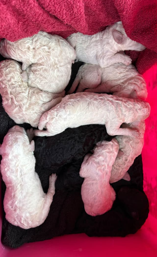 Poodle Puppies media 3