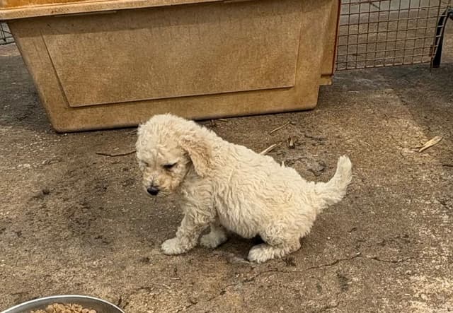 Poodle Puppies media 5