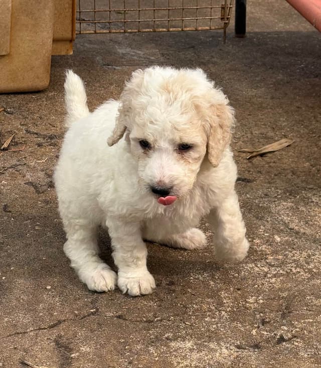 Poodle Puppies media 6