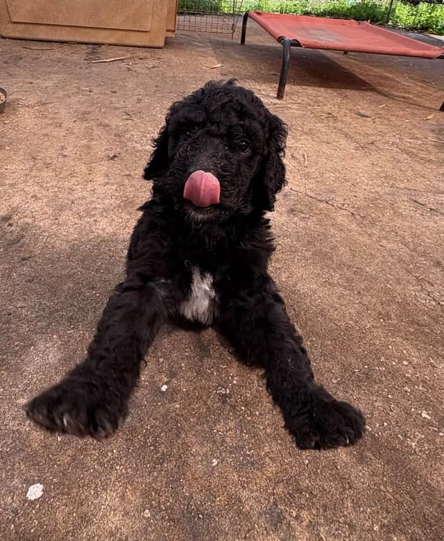 Poodle Puppies media 7