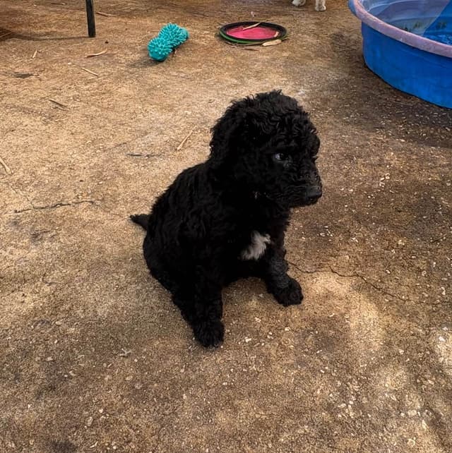 Poodle Puppies media 10