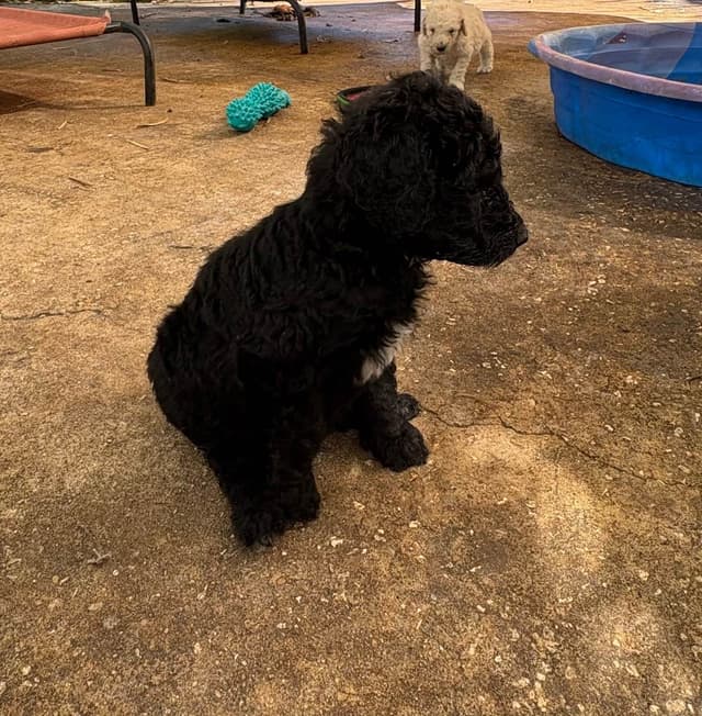 Poodle Puppies media 8