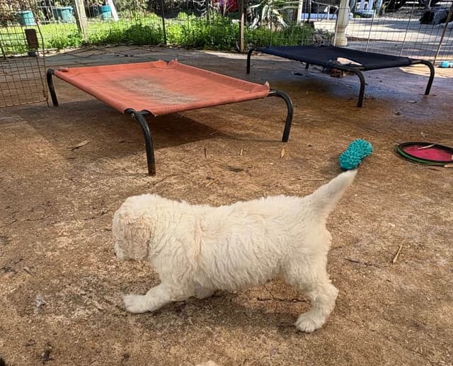 Poodle Puppies media 9