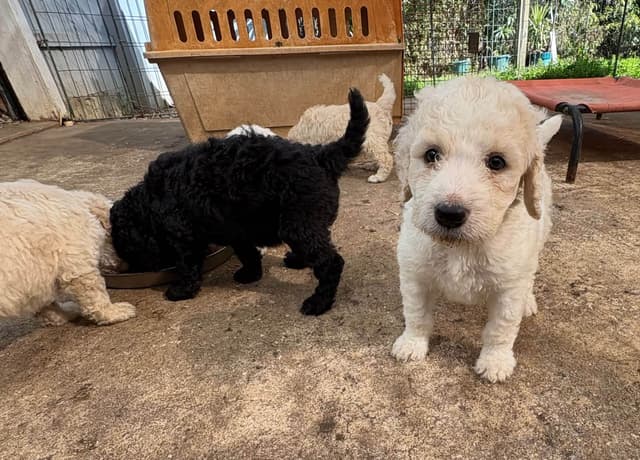 Poodle Puppies media 11
