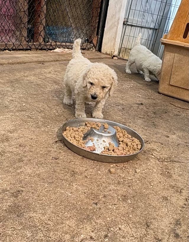 Poodle Puppies media 12