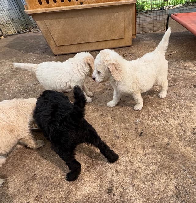 Poodle Puppies media 13