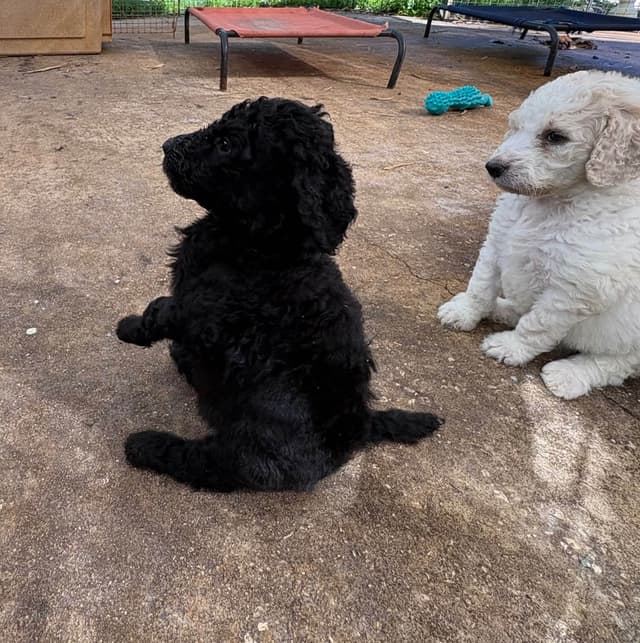 Poodle Puppies media 14