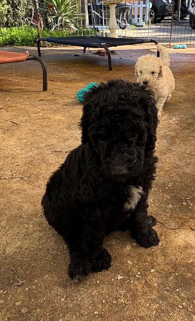 Poodle Puppies media 15