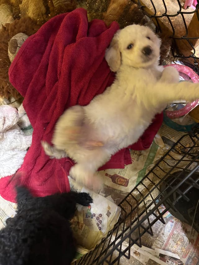 Poodle Puppies media 17