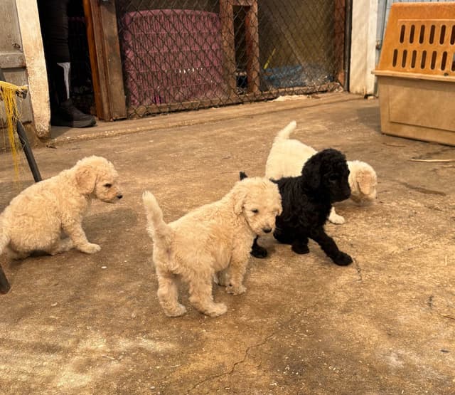 Poodle Puppies media 18