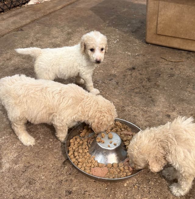 Poodle Puppies media 19