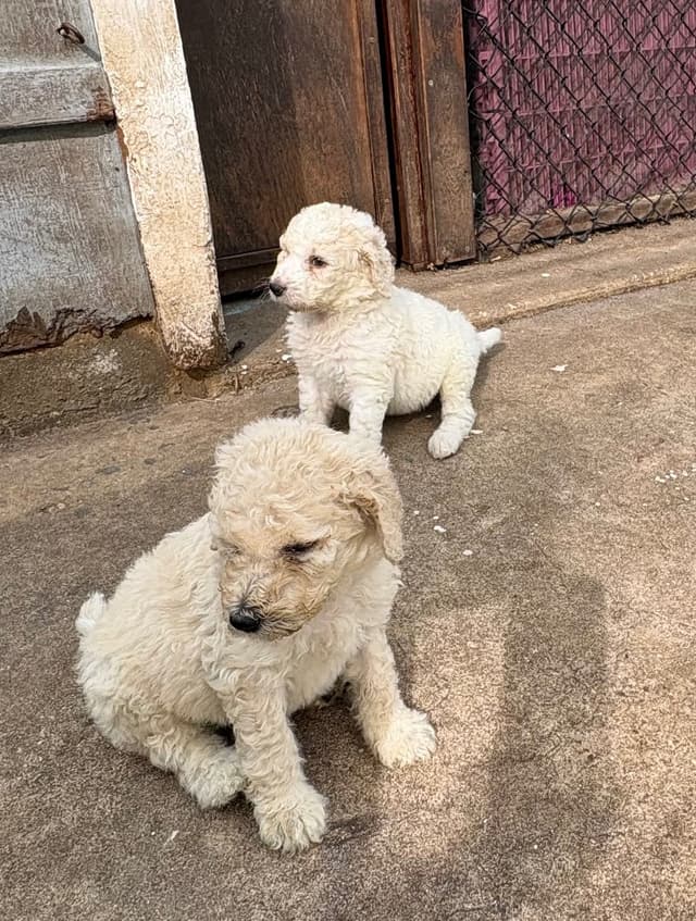 Poodle Puppies media 20