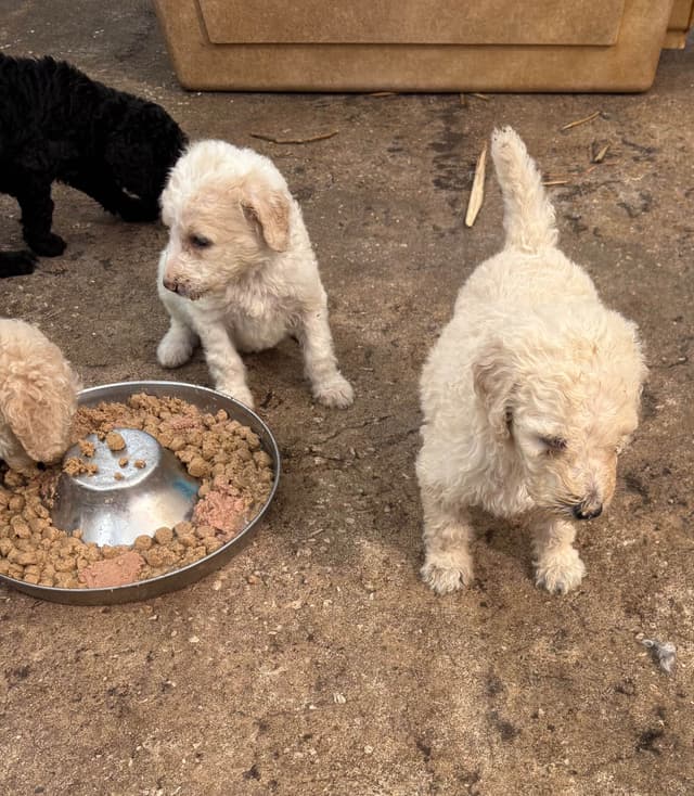 Poodle Puppies media 21
