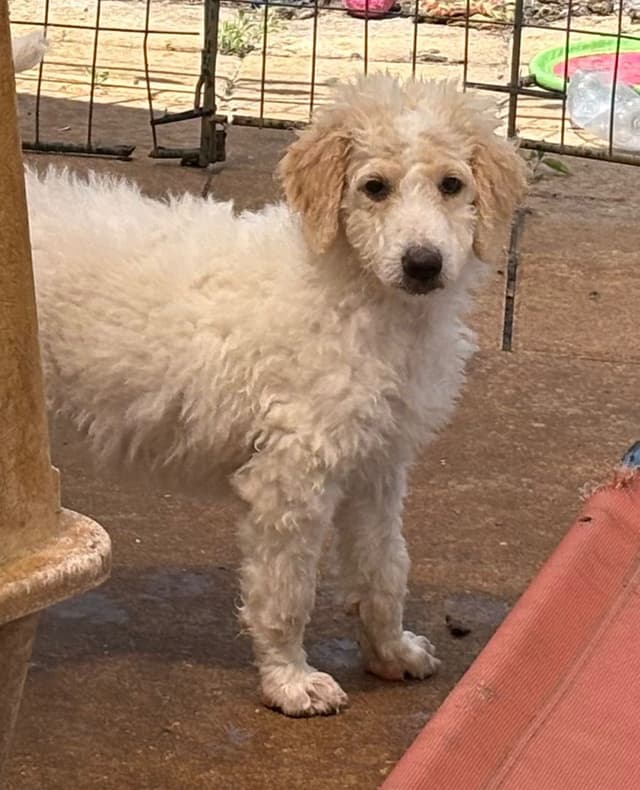 Poodle Puppies media 22