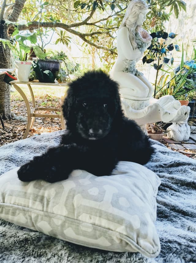 Poodle Puppies media 23