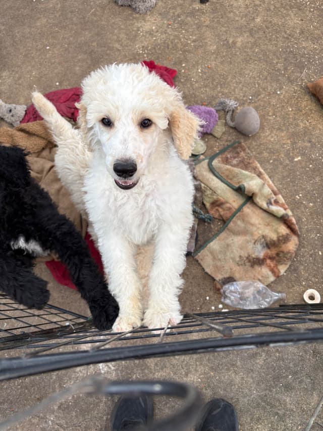 Poodle Puppies media 24