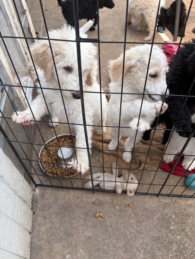 Poodle Puppies media 25