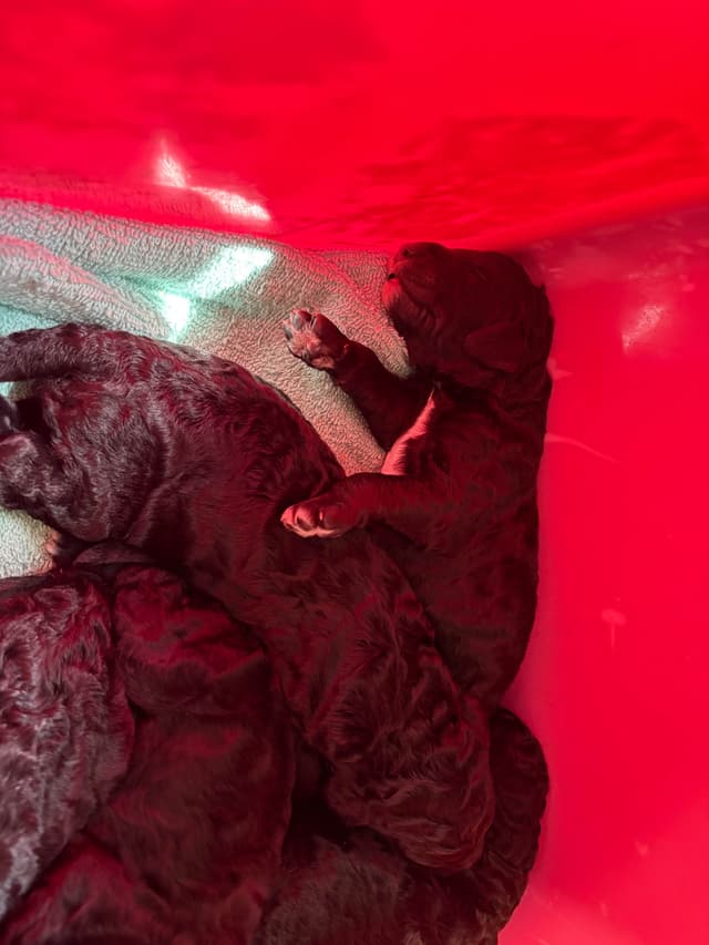 Poodle Puppies media 2