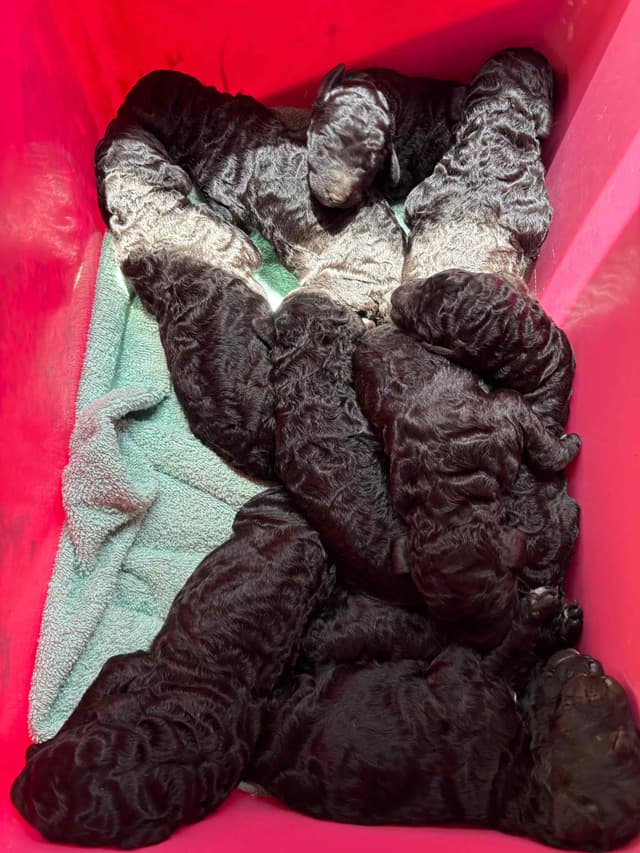 Poodle Puppies media 4