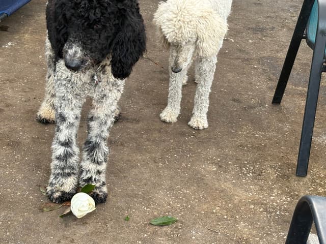 Poodle Puppies media 5