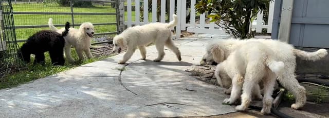 Poodle Puppies media 26