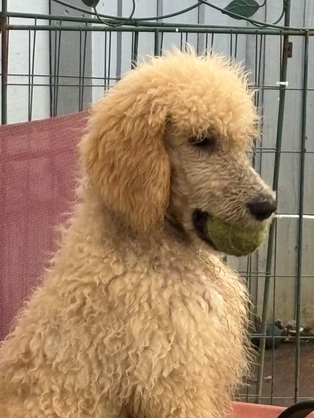Poodle Puppies media 28