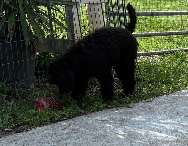 Poodle Puppies media 27