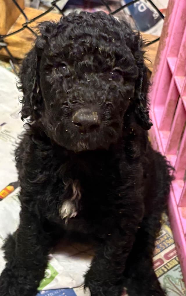 Poodle Puppies media 6