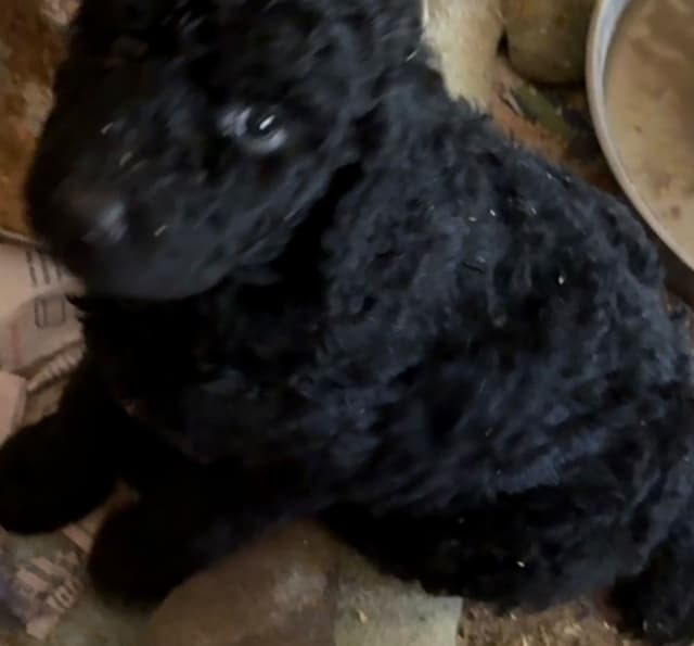 Poodle Puppies media 8