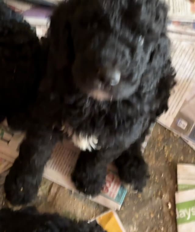 Poodle Puppies media 9