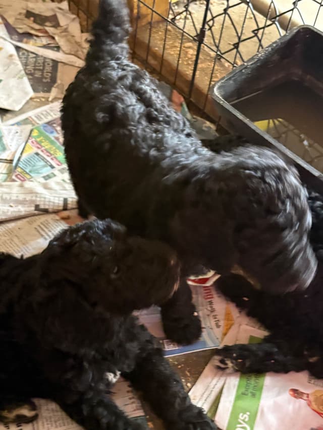 Poodle Puppies media 10