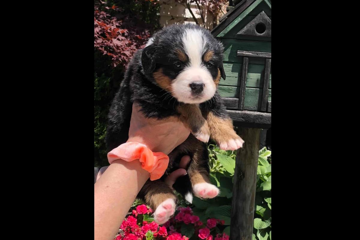 Bernese Mountain Dog Puppies breeder image 1