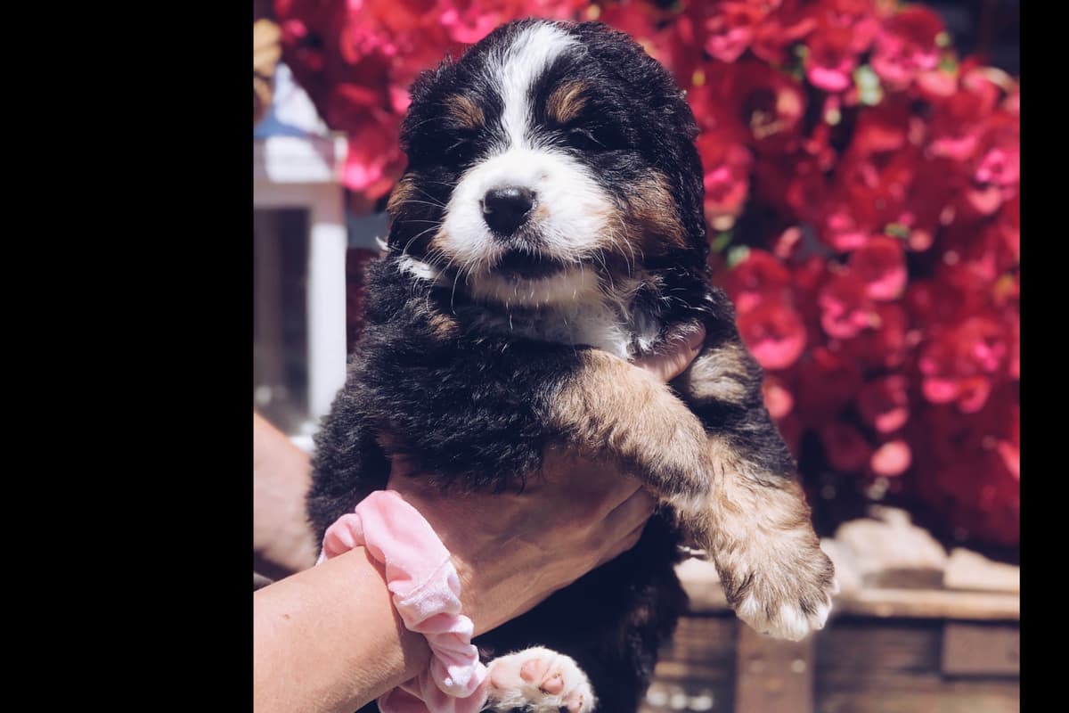 Bernese Mountain Dog Puppies breeder image 2