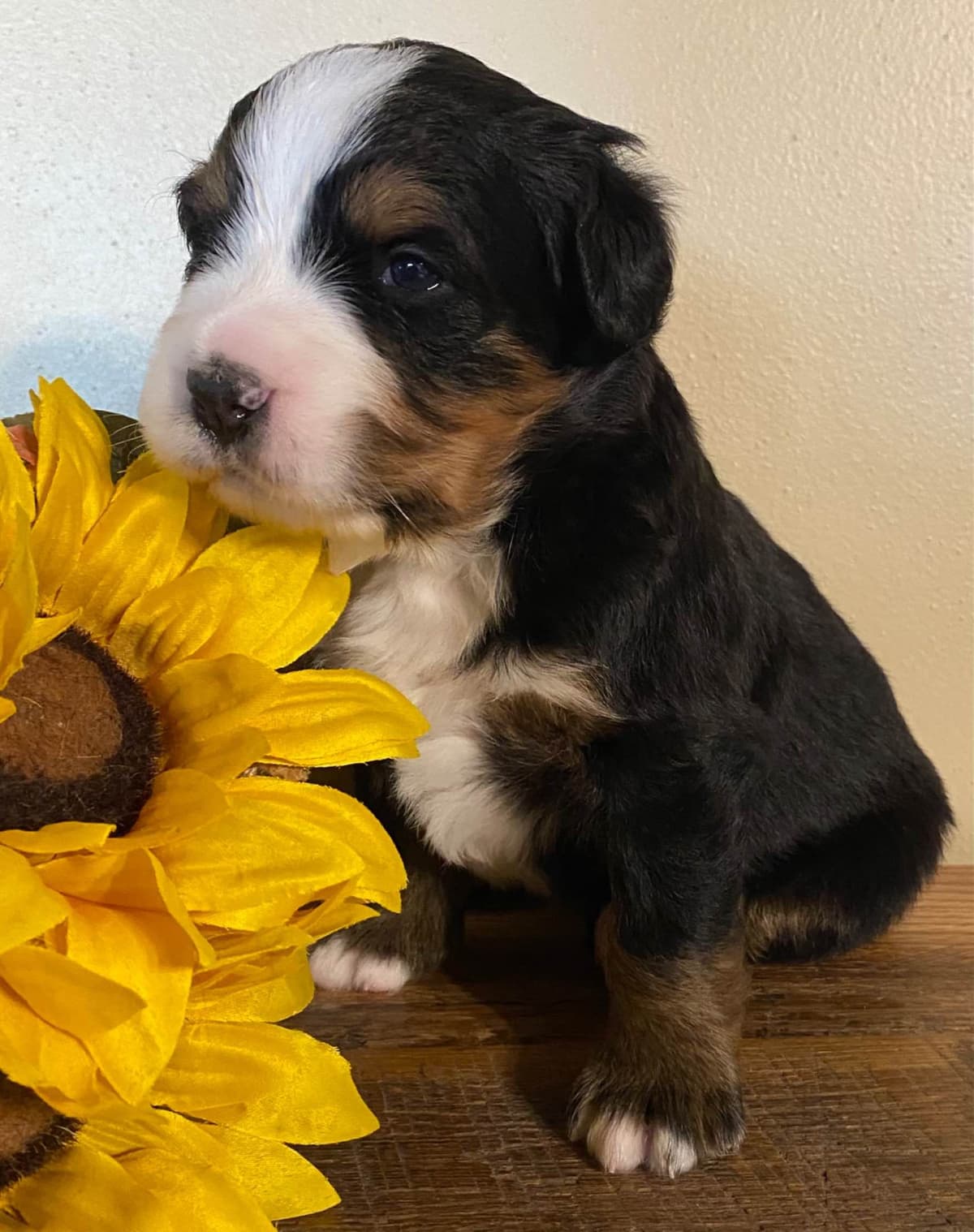 Bernese Mountain Dog Puppies breeder image 3