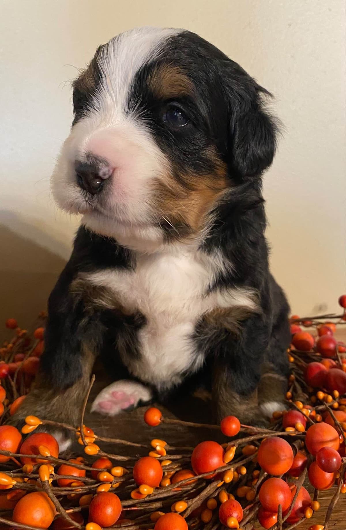 Bernese Mountain Dog Puppies breeder image 4
