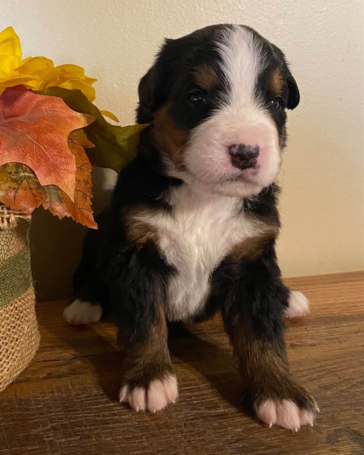 Bernese Mountain Dog Puppies breeder image 6