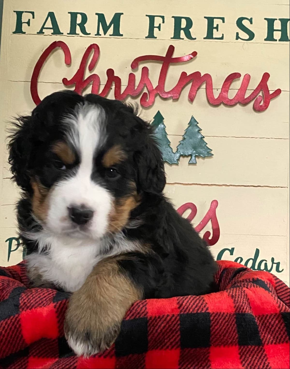 Bernese Mountain Dog Puppies breeder image 5