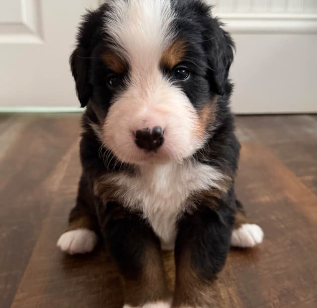 Bernese Mountain Dog Puppies media 2