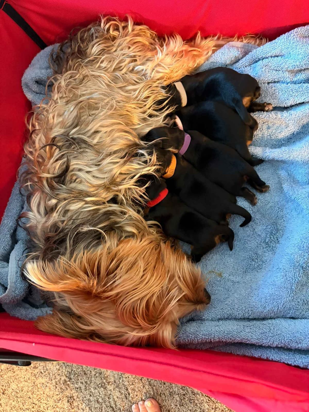 Yorkshire Terrier Puppies breeder image 2