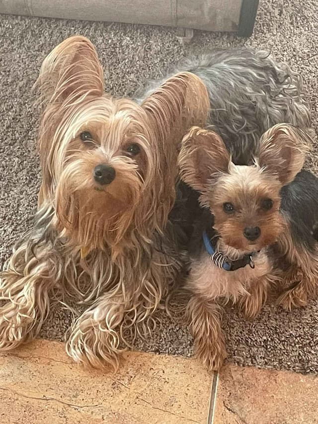 Yorkshire Terrier Puppies media 8