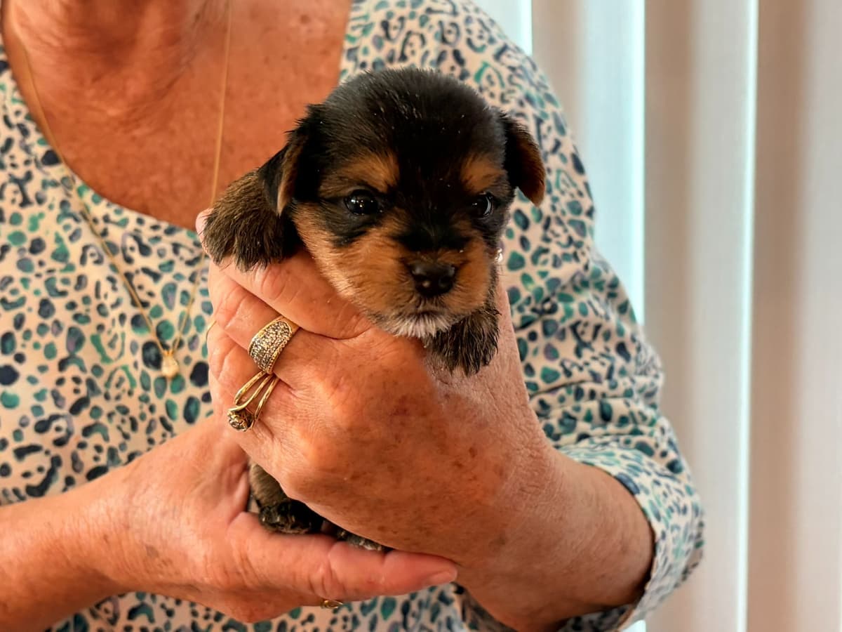 Yorkshire Terrier Puppies breeder image 5