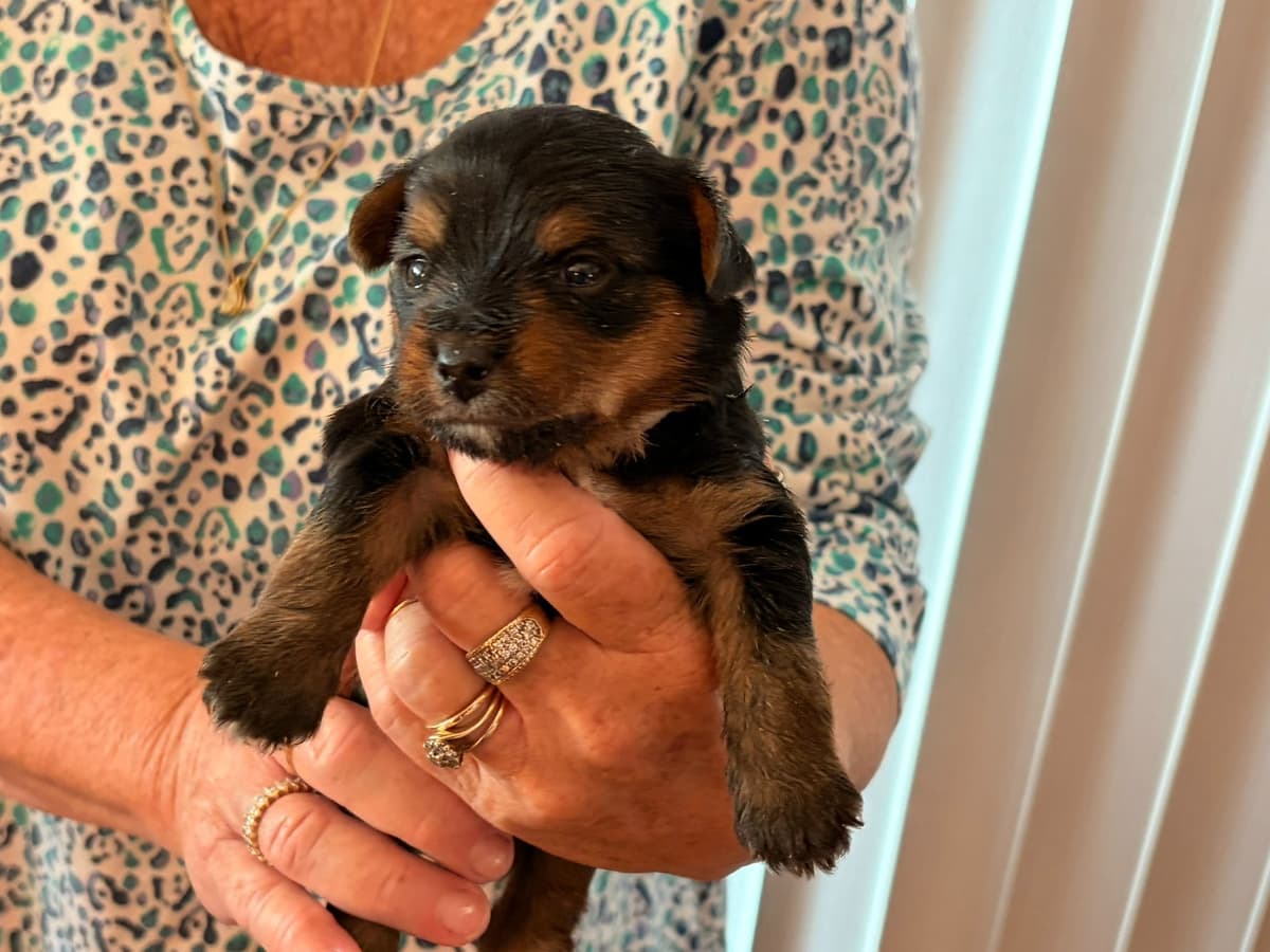Yorkshire Terrier Puppies breeder image 4