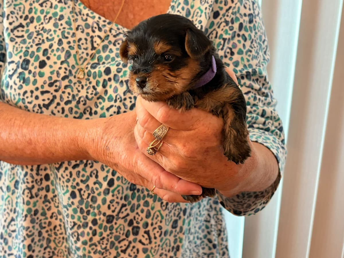 Yorkshire Terrier Puppies breeder image 7