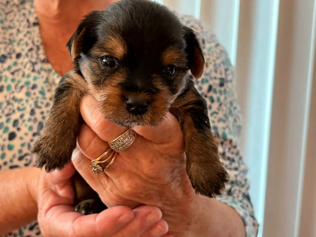 Yorkshire Terrier Puppies media 7