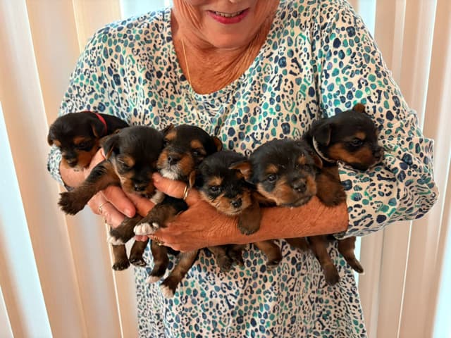 Yorkshire Terrier Puppies media 3