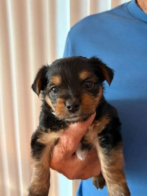 Yorkshire Terrier Puppies media 6