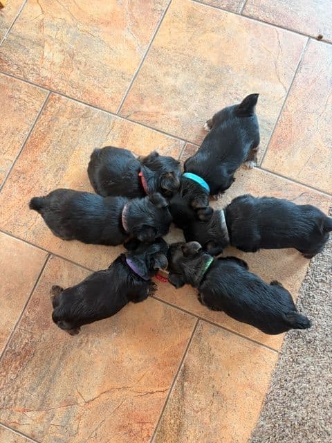 Yorkshire Terrier Puppies media 5